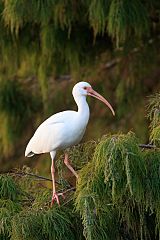 White Ibis